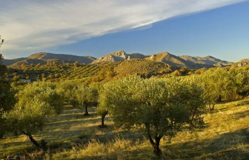 Oliviers le long du sentier Melinda–Paleohori sur l’île de Lesbos en Grèce