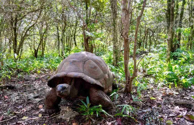 Tortue géante d’Aldabra dans la réserve naturelle de l’île aux Aigrettes à l’île Maurice