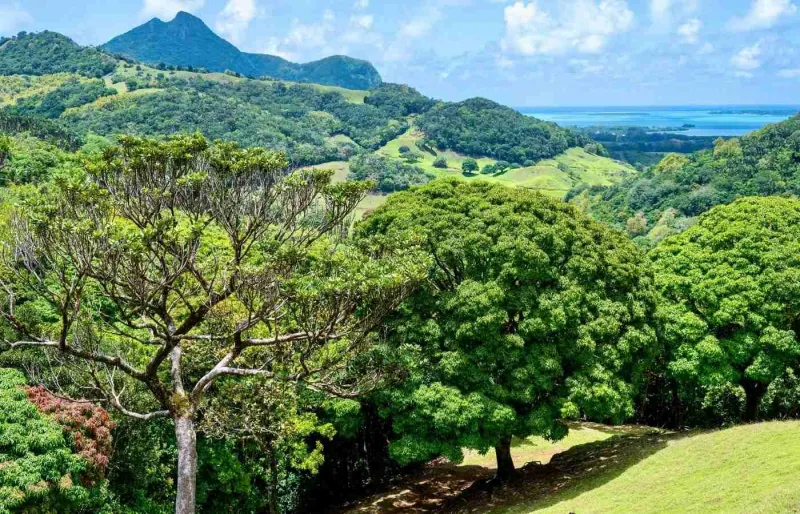 Paysage de la vallée de Ferney à l’île Maurice avec forêt tropicale préservée et collines verdoyantes
