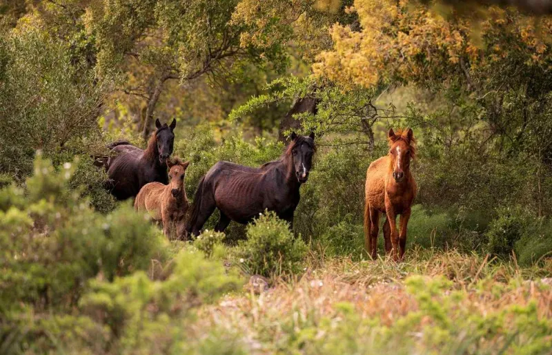 Chevaux sauvages dans la réserve de la Giara di Gesturi au cœur de la Sardaigne