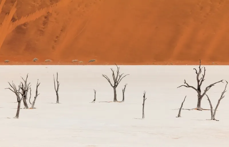 Les arbres pétrifiés de Deadvlei en Namibie