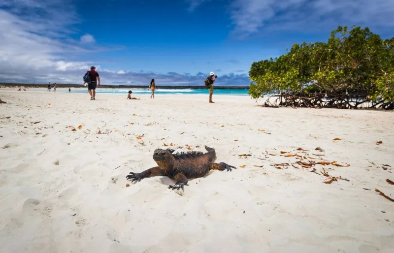 Iguane marin sur la plage de Tortuga Bay dans le parc national des Galápagos en Équateur