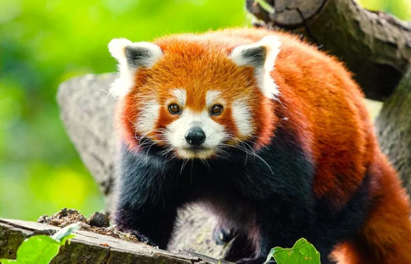 Panda roux au Parc animalier d’Auvergne dans le Puy-de-Dôme
