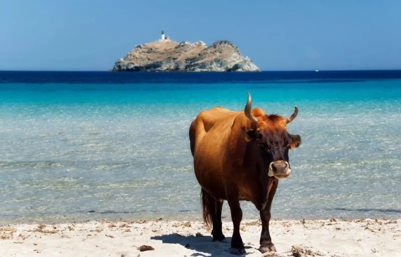 Une vache en liberté sur la plage de Barcaggio au Cap Corse, face à une eau turquoise et à un îlot rocheux.