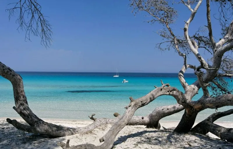 La plage de Ghignu dans le désert des Agriates en Corse, avec son sable blanc, ses eaux turquoise et du bois flotté sur le rivage.