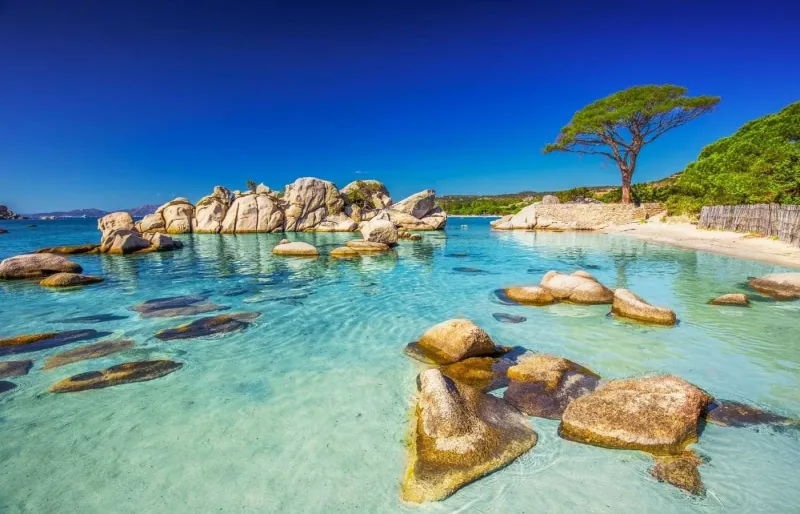 Pin parasol emblématique sur la plage de Palombaggia en Corse, avec sable blanc et eau turquoise limpide.
