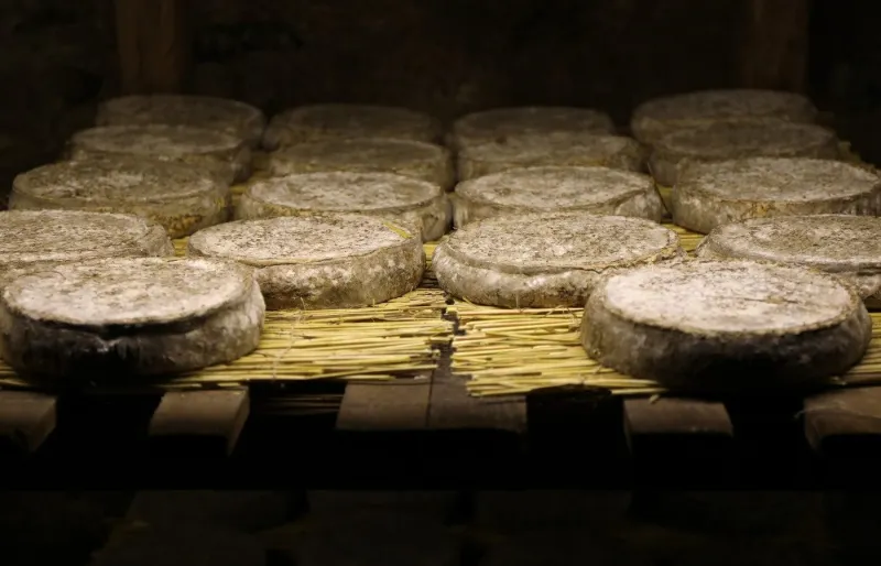 Affinage traditionnel de fromages Saint-Nectaire AOP dans une cave du Puy-de-Dôme en Auvergne.