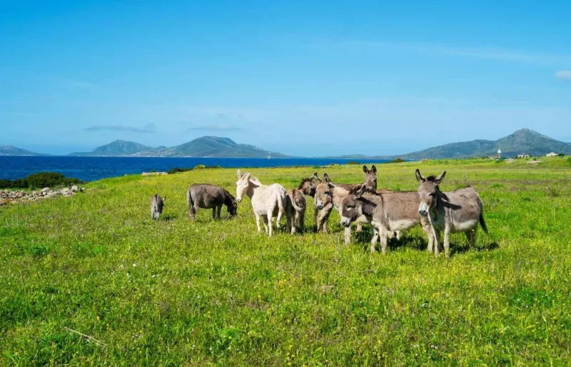 Des ânes blancs broutent dans le parc national de l'île de l'Asinara, l'un des endroits les plus sauvages de Sardaigne