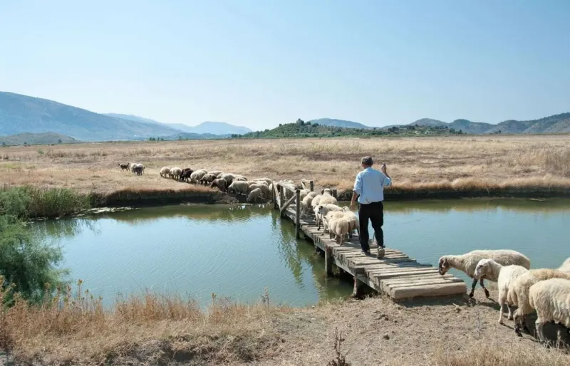 Un berger guide son troupeau sur un pont en bois près de Butrint, dans le sud de l'Albanie.
