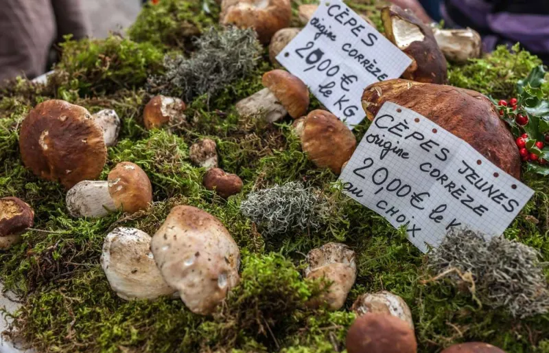 Étal de cèpes vendus sur le marché de Brive-la-Gaillarde en Corrèze