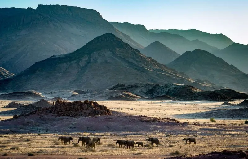 Des éléphants du désert traversent les plaines du massif du Brandberg, dans le désert du Namib, en Namibie.