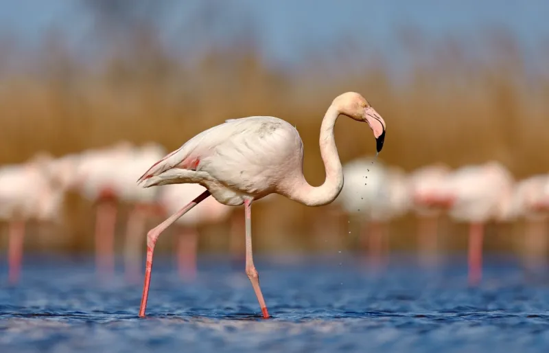 Flamant rose dans le parc naturel régional de Molentargius près de Cagliari