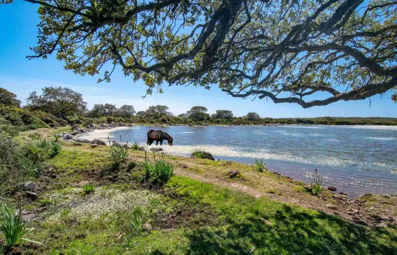 Cheval sauvage de la Giara au bord d'un pauli sur le plateau de la Giara di Gesturi.