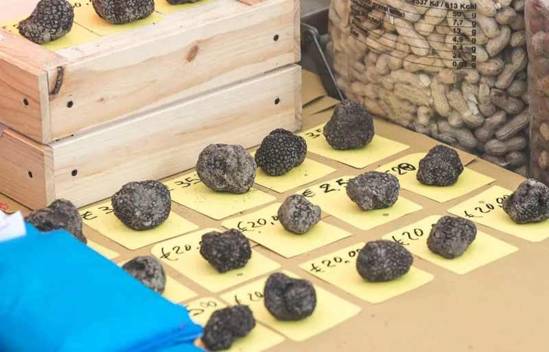 Truffes noires du Périgord en vente sur le marché aux truffes de Saint-Alvère