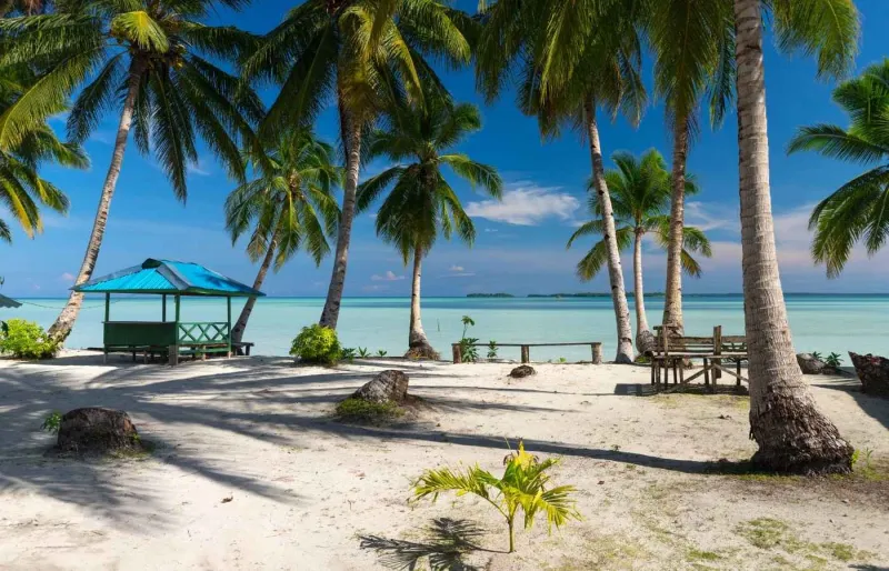 Plage bordée de cocotiers sur l’île de Kei Kecil dans les Moluques en Indonésie