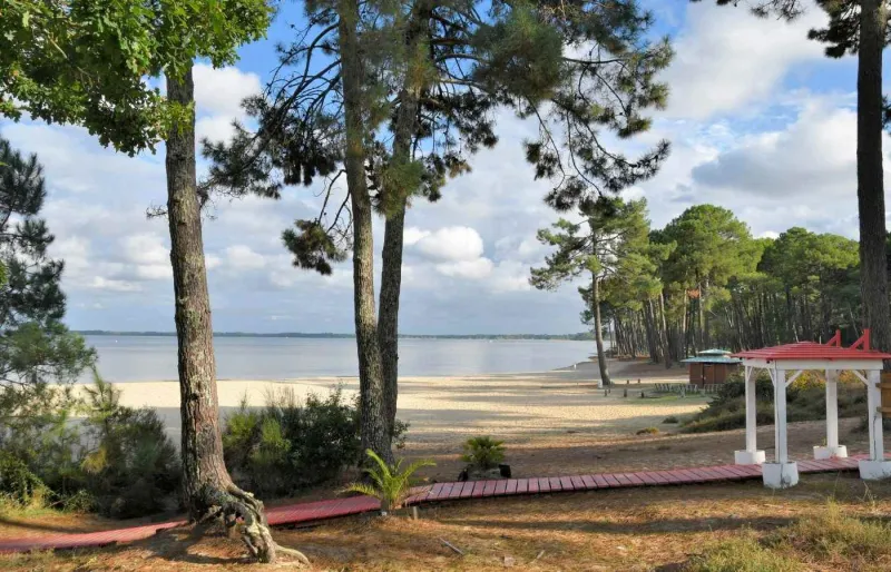 Les pins bordent la plage de Navarrosse sur les rives du lac de Biscarrosse et de Cazaux