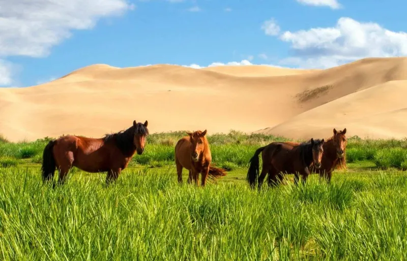 Des chevaux dans les steppes du désert de Gobi en Mongolie, célèbre pour ses randonnées équestres.
