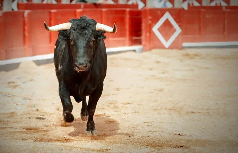 Toro de lidia dans une arène de Salamanque, région réputée pour l'élevage bovin