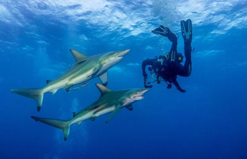 Des requins s'approchent d'un plongeur à Aliwal Shoal, célèbre site de plongée au large de Durban, en Afrique du Sud.