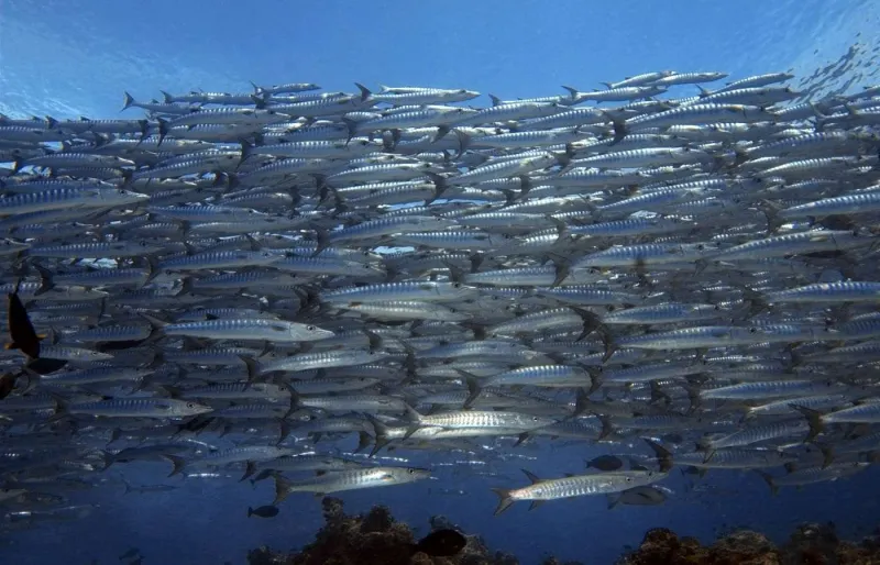 Banc de barracudas à Barracuda Point, célèbre site de plongée de l'île de Sipadan, en Malaisie.