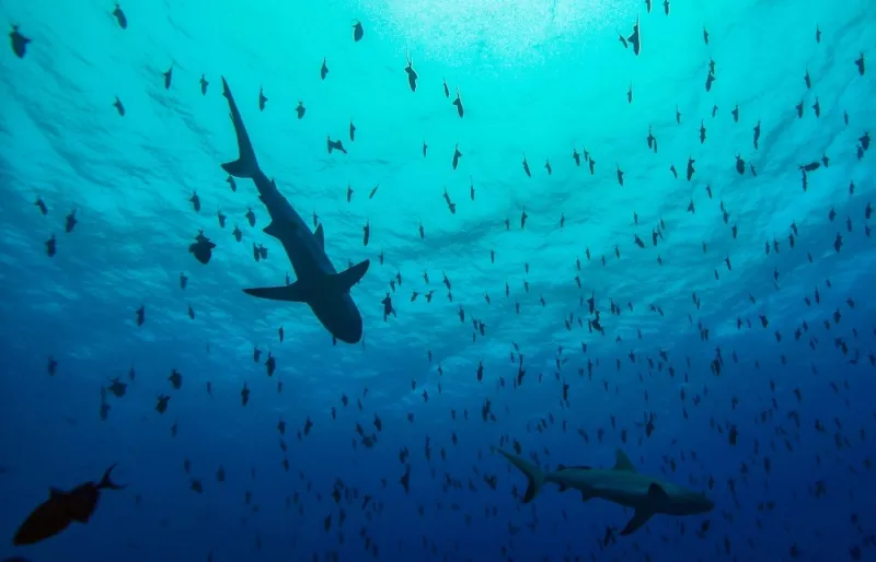 Requins gris de récif nageant au-dessus du tombant de Blue Corner, célèbre site de plongée à Palau.