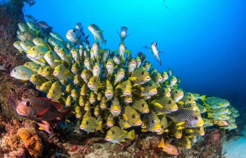 Banc de poissons tropicaux sur le récif de Cape Kri, l'un des plus riches sites de plongée de Raja Ampat en Indonésie.