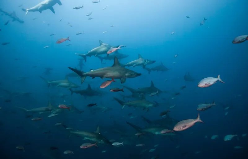 Banc de requins-marteaux nageant au large de Darwin's Arch, l'un des sites de plongée les plus célèbres des îles Galápagos.
