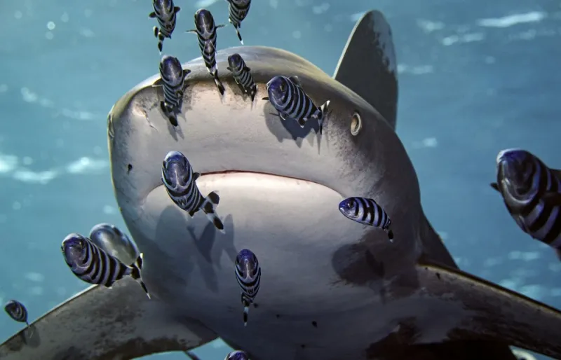 Requin océanique pointe blanche nageant à Elphinstone Reef, célèbre site de plongée en mer Rouge, en Égypte.