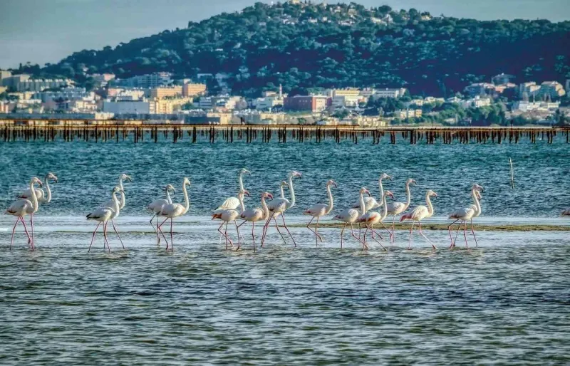 Flamants roses dans l'étang de Thau avec la ville de Sète en arrière-plan.