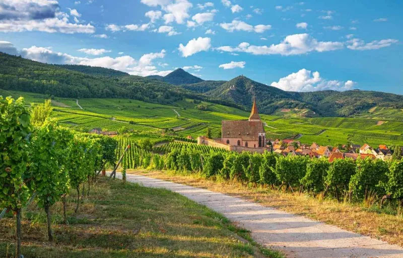 Église fortifiée de Hunawihr entourée de vignobles sur la Route des Vins d'Alsace