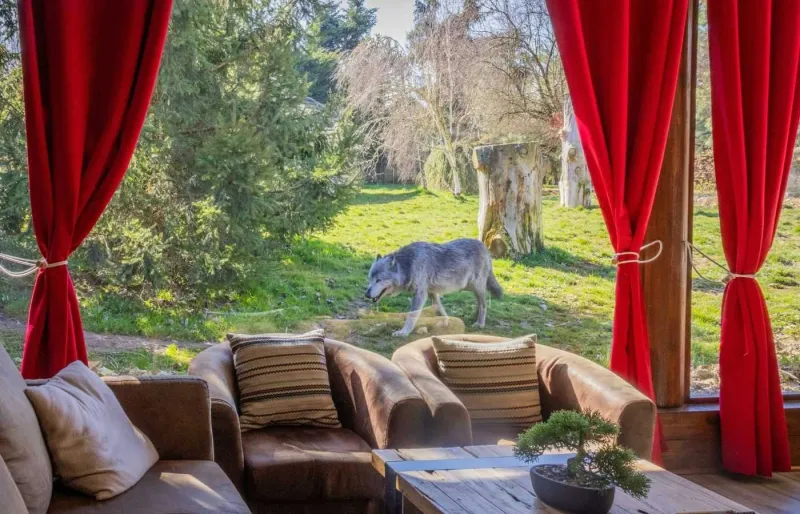 Vue sur un loup depuis un lodge du Domaine des Fauves en Isère