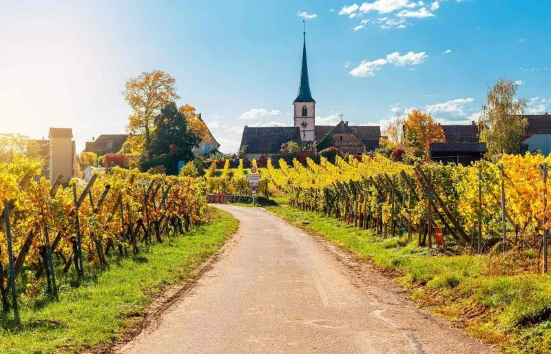 Vignobles et clocher de l'église de Mittelbergheim sur la Route des Vins d'Alsace