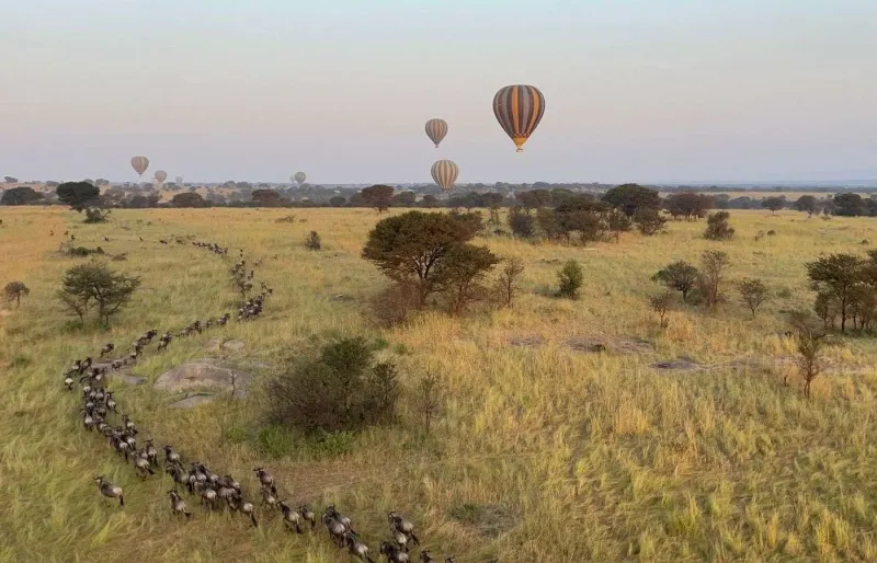 Montgolfières au-dessus de la migration des gnous dans le parc national du Serengeti en Tanzanie