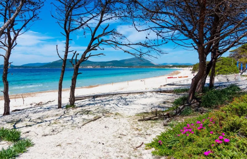 Plage de Maria Pia à Alghero en Sardaigne avec son sable blanc, ses pins parasols et son eau turquoise