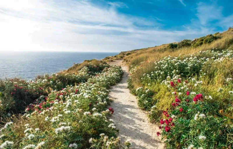 Sentier de randonnée le long des falaises de Dingli, à Malte