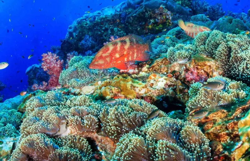 Mérou corallien sur un récif tropical de Richelieu Rock, célèbre site de plongée en mer d'Andaman, en Thaïlande.