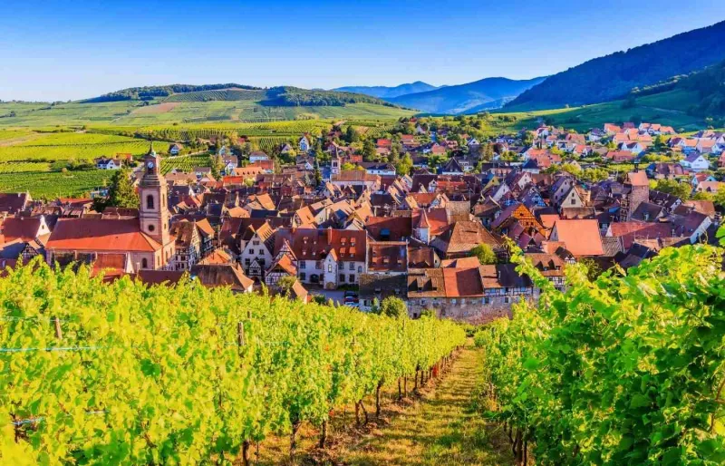 Vue panoramique sur le village de Riquewihr entouré de vignobles sur la Route des Vins d'Alsace