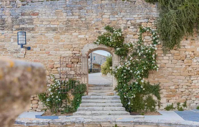 Rosiers anciens en fleurs dans les ruelles du village de Grignan, en Drôme provençale.