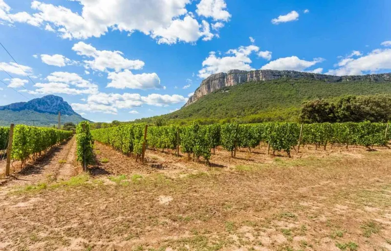 Vignobles du Pic Saint-Loup avec le massif en arrière-plan, au nord de Montpellier.