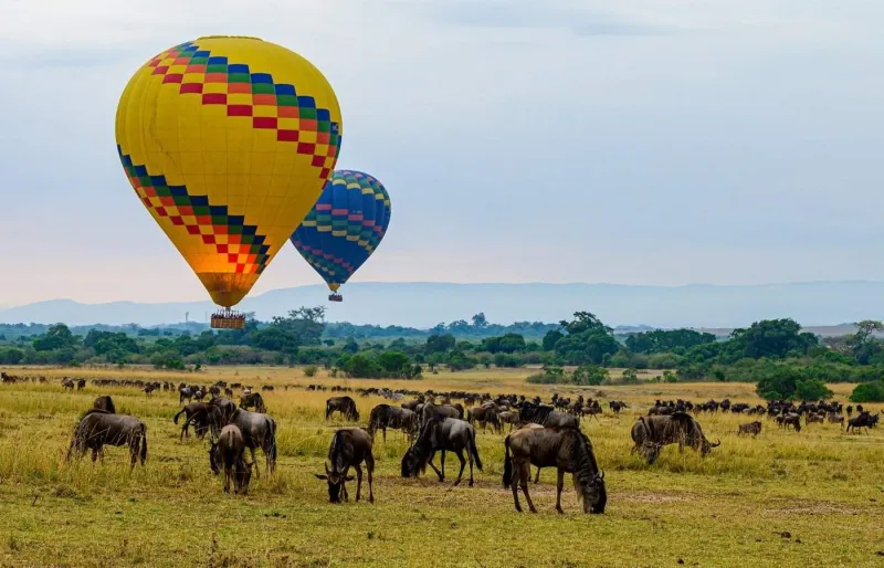 Montgolfières survolant un troupeau de gnous dans la réserve du Maasai Mara au Kenya