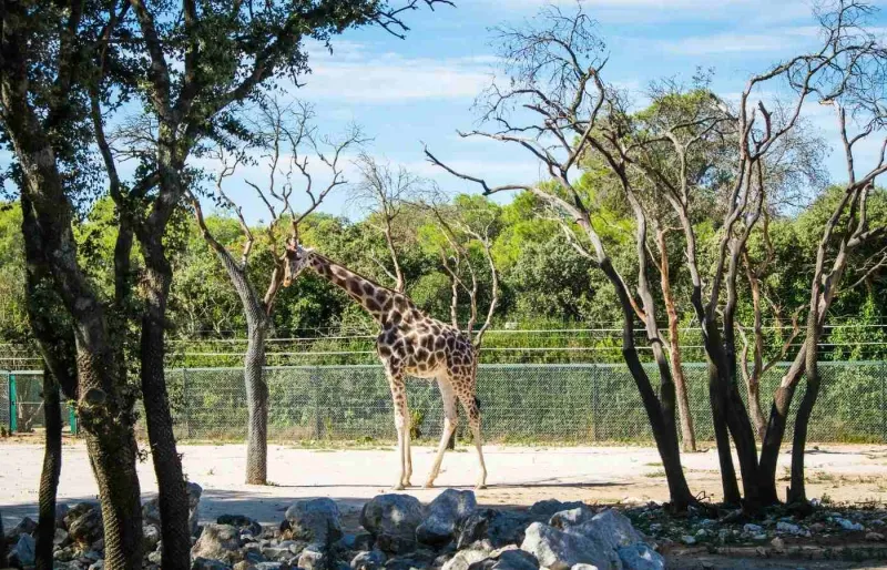 Une girafe dans le zoo de Montpellier.