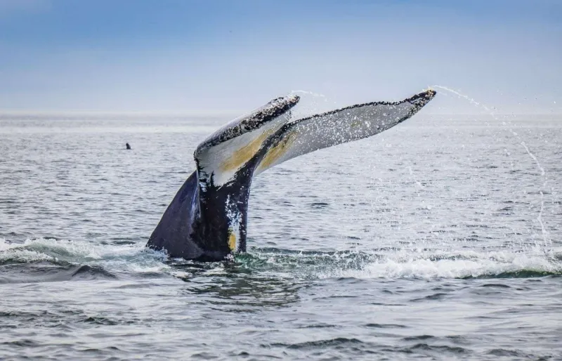 Queue d’une baleine à bosse dans les eaux de Tadoussac au Québec
