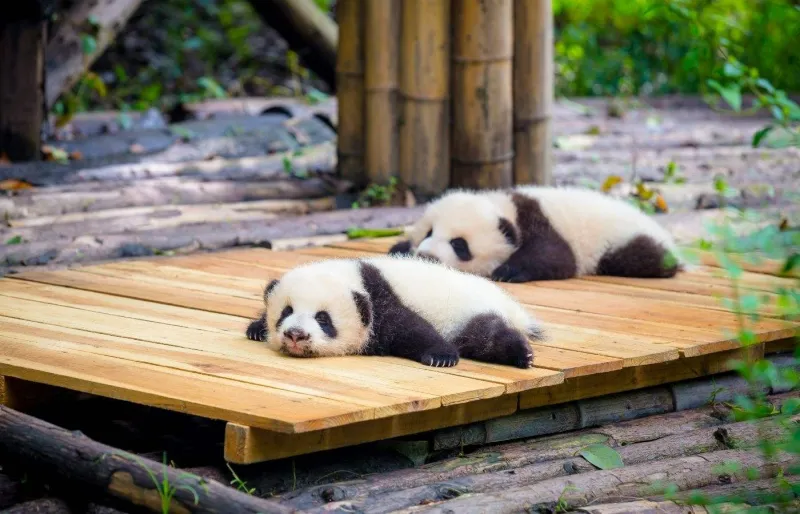 Deux bébés pandas géants au centre de recherche de Chengdu en Chine