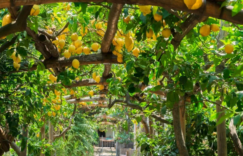 Citronniers des Giardini di Cataldo à Sorrente, en Italie