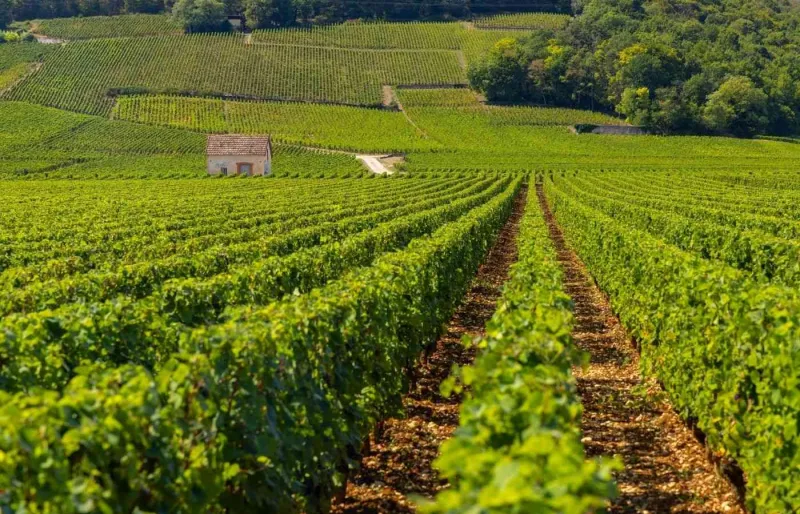 Parcelles de vignes du Clos de Vougeot sur la route des Grands Crus de Bourgogne