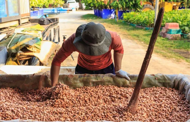 Brassage des fèves de cacao à São Tomé et Príncipe