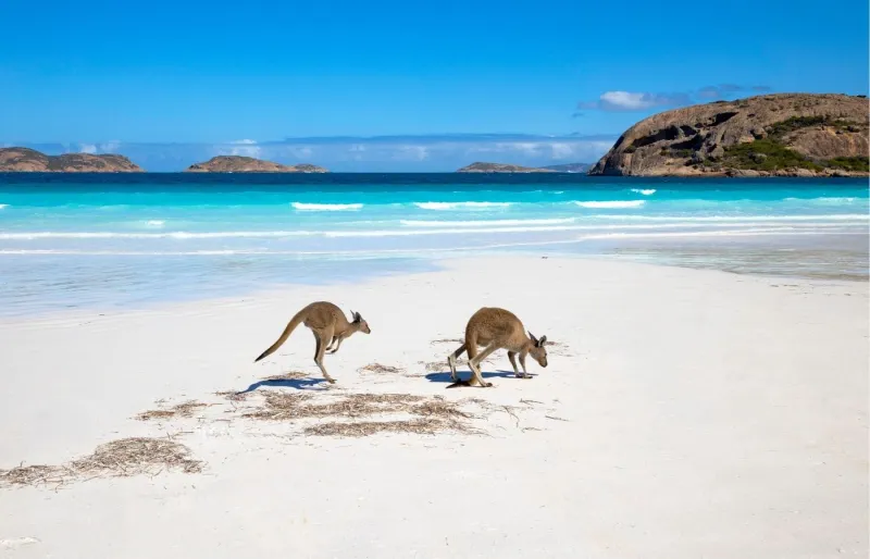 Deux kangourous sur le sable blanc de Lucky Bay, dans le parc national de Cape Le Grand en Australie-Occidentale