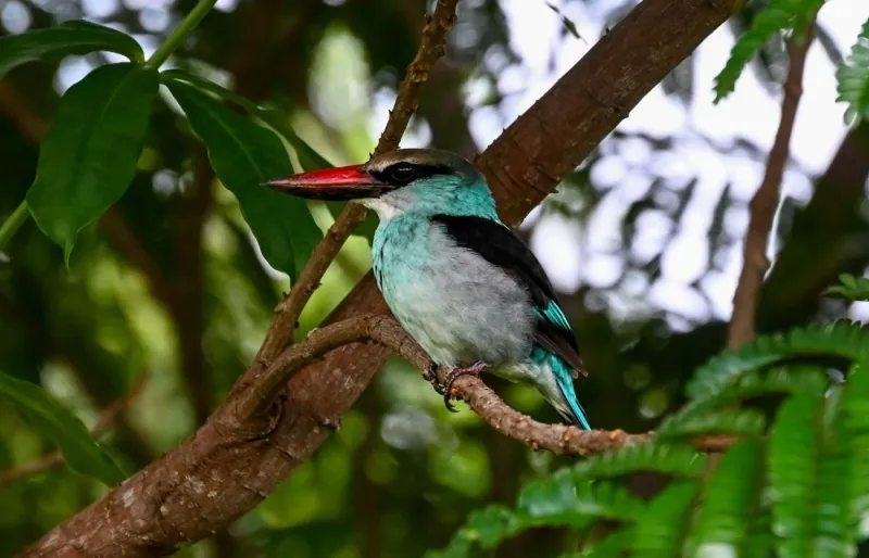 Martin-chasseur à poitrine bleue à São Tomé et Príncipe