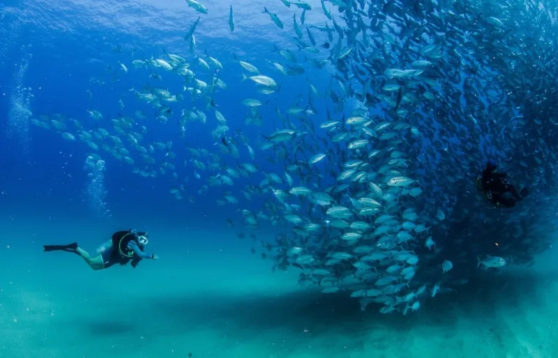 Plongeurs explorant un immense banc de poissons dans le parc national de Cabo Pulmo en Basse-Californie