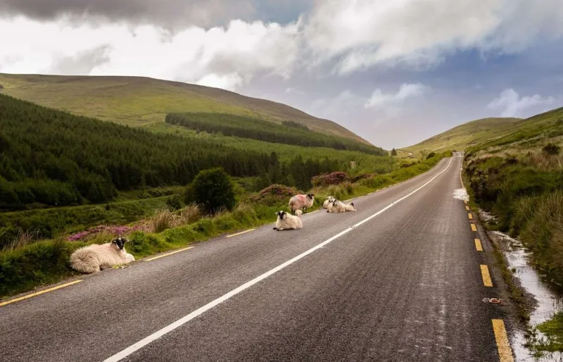 Route de montagne bordée de moutons dans les paysages verdoyants du comté de Tipperary en Irlande